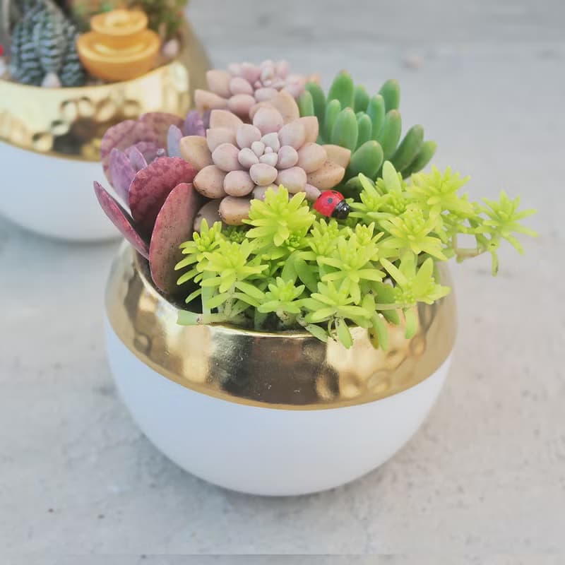 【荳荳多肉】【金色招財圓型植栽組】喬遷│送禮│升遷│多肉植物