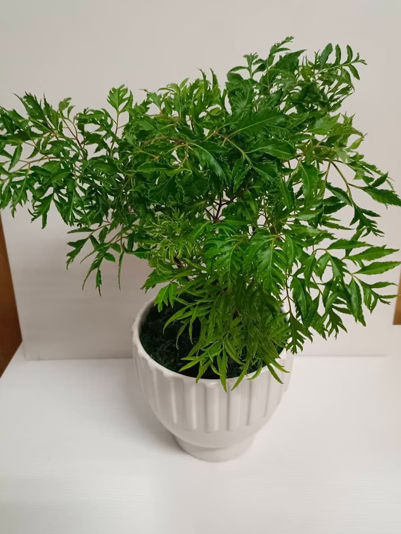 質感盆栽招財 福祿桐 室內外植物 開幕送禮自用擺設