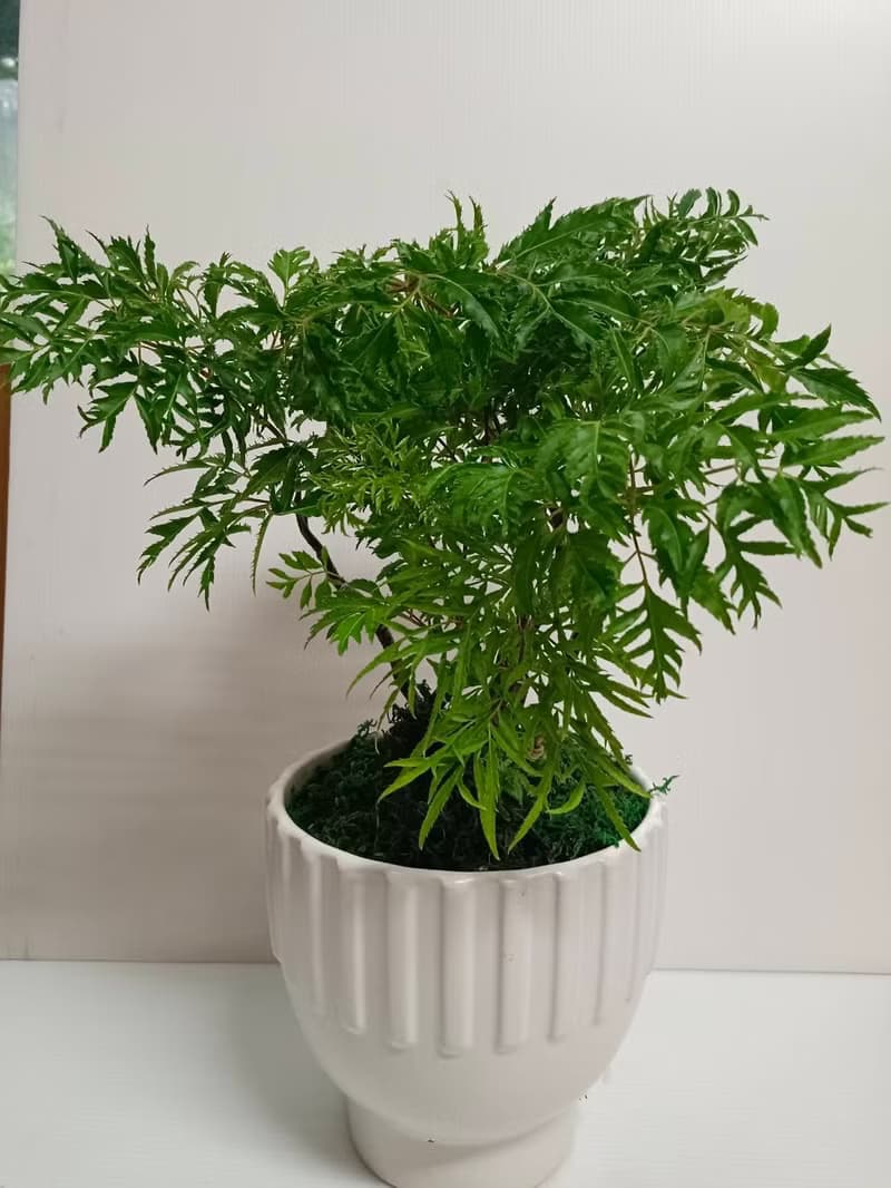 質感盆栽招財 福祿桐 室內外植物 開幕送禮自用擺設
