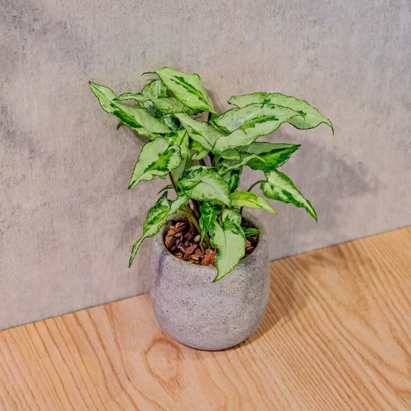 三王合果芋 桌上型水泥盆栽 觀葉植物 禮物 盆栽 交換禮物 植物