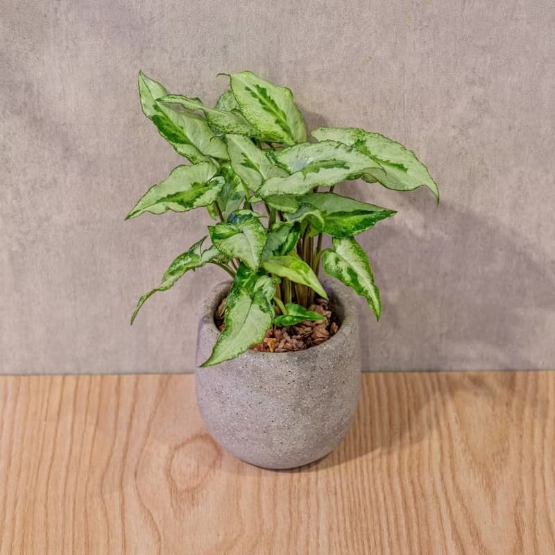 三王合果芋 桌上型水泥盆栽 觀葉植物 禮物 盆栽 交換禮物 植物