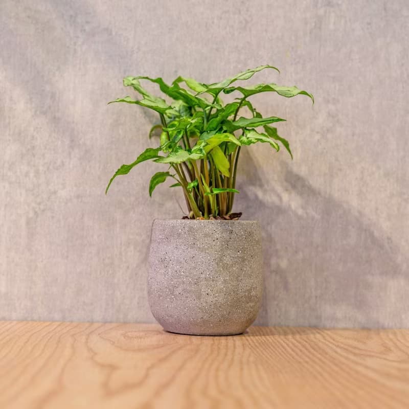三王合果芋 桌上型水泥盆栽 觀葉植物 禮物 盆栽 交換禮物 植物