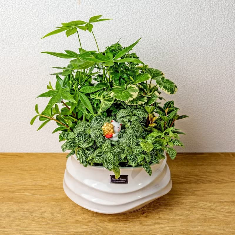 綠意盎然觀葉組合盆栽 小波浪圓陶盆白色 開幕花盆 觀葉植物 禮物