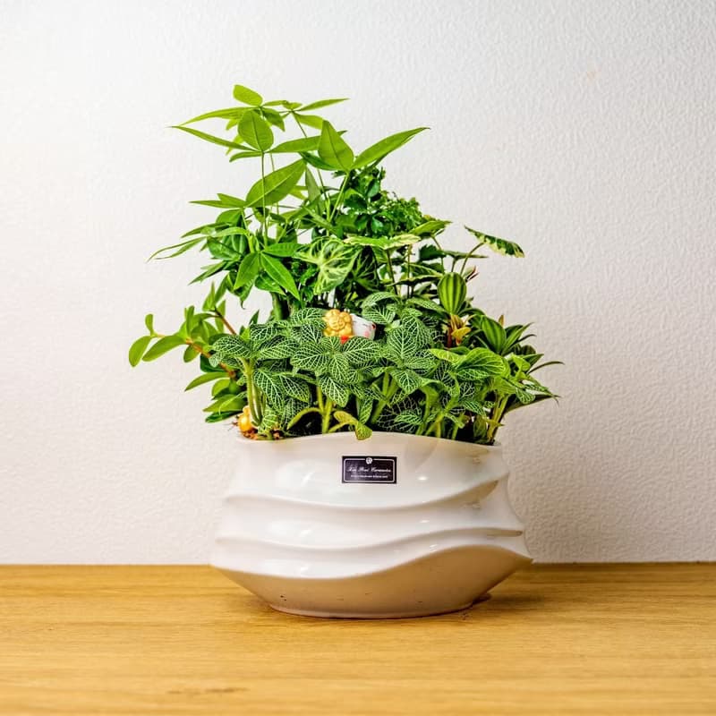 綠意盎然觀葉組合盆栽 小波浪圓陶盆白色 開幕花盆 觀葉植物 禮物