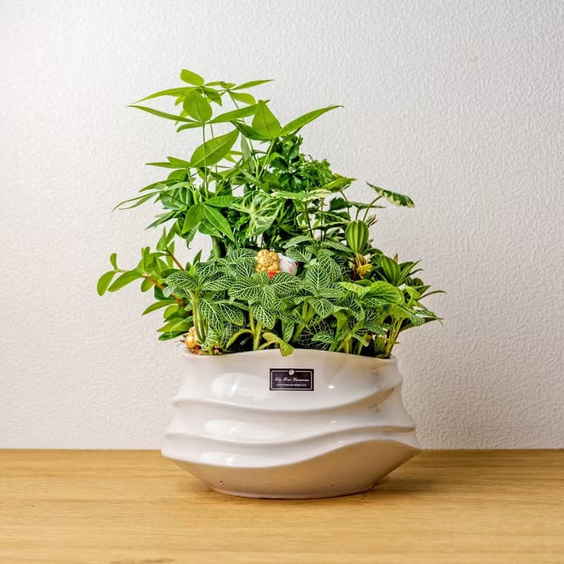 綠意盎然觀葉組合盆栽 小波浪圓陶盆白色 開幕花盆 觀葉植物 禮物