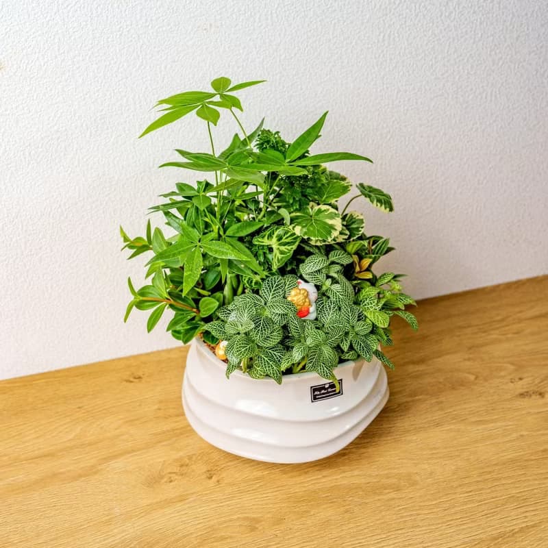 綠意盎然觀葉組合盆栽 小波浪圓陶盆白色 開幕花盆 觀葉植物 禮物
