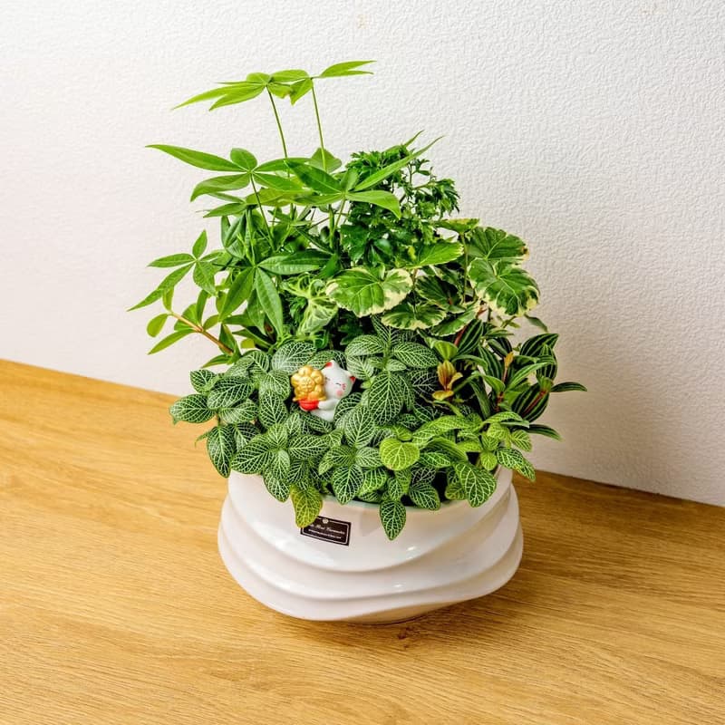 綠意盎然觀葉組合盆栽 小波浪圓陶盆白色 開幕花盆 觀葉植物 禮物