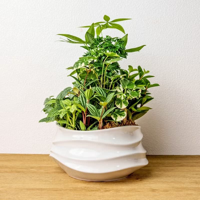 綠意盎然觀葉組合盆栽 小波浪圓陶盆白色 開幕花盆 觀葉植物 禮物