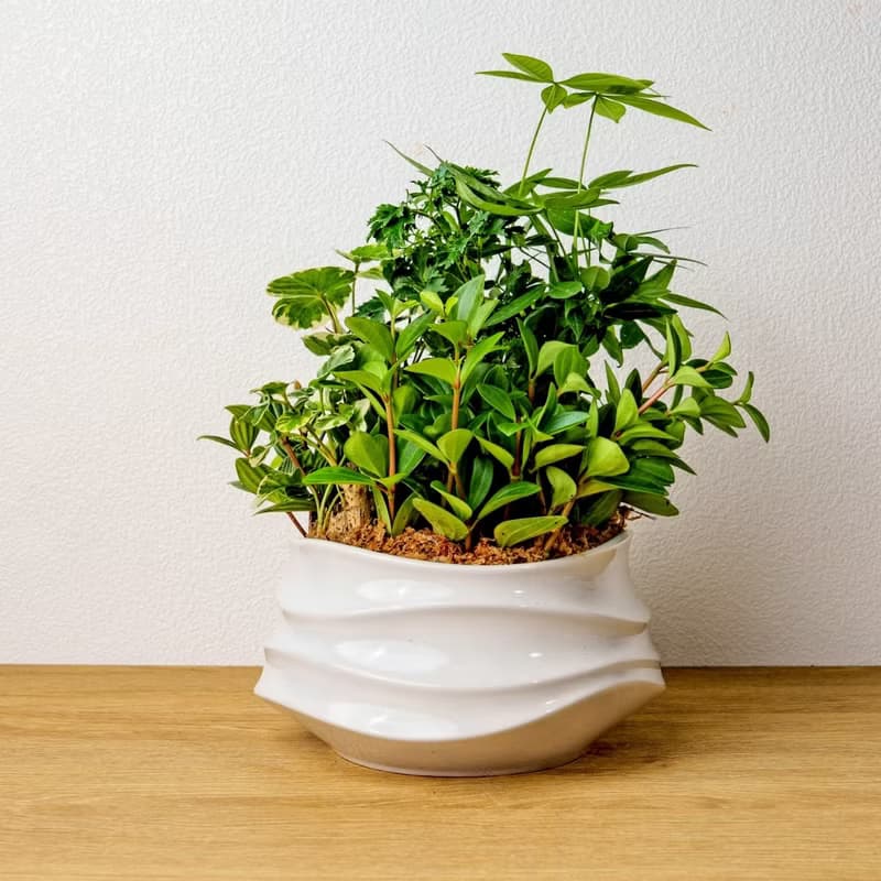 綠意盎然觀葉組合盆栽 小波浪圓陶盆白色 開幕花盆 觀葉植物 禮物