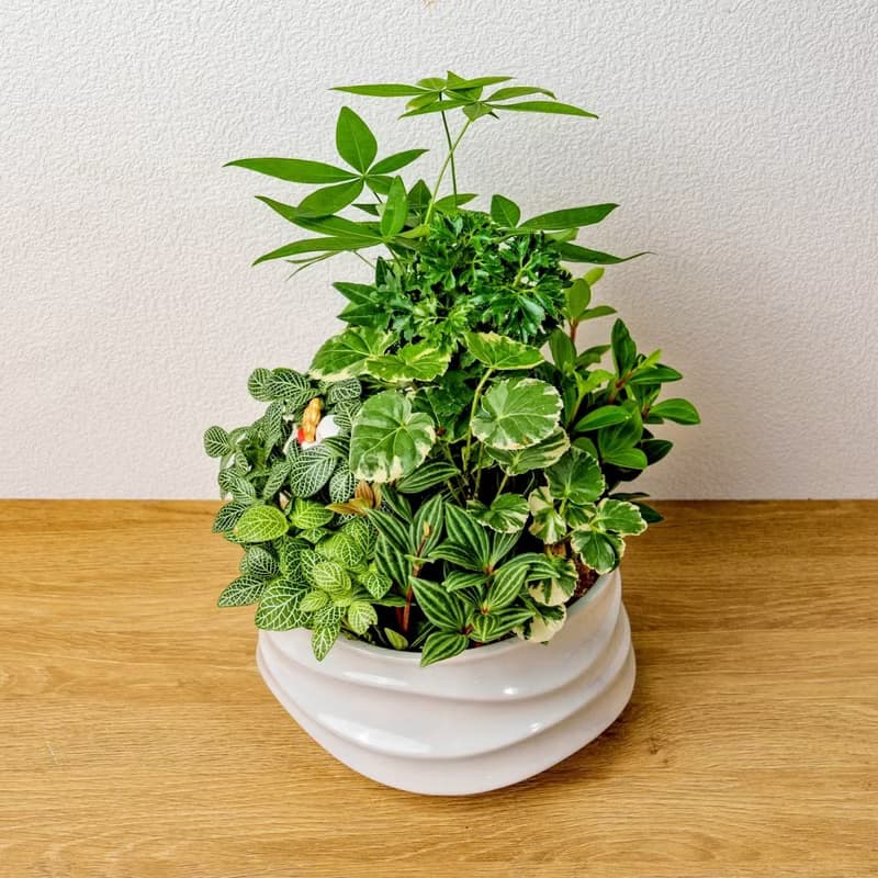 綠意盎然觀葉組合盆栽 小波浪圓陶盆白色 開幕花盆 觀葉植物 禮物