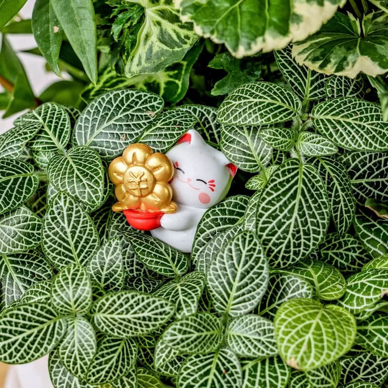 綠意盎然觀葉組合盆栽 小波浪圓陶盆白色 開幕花盆 觀葉植物 禮物