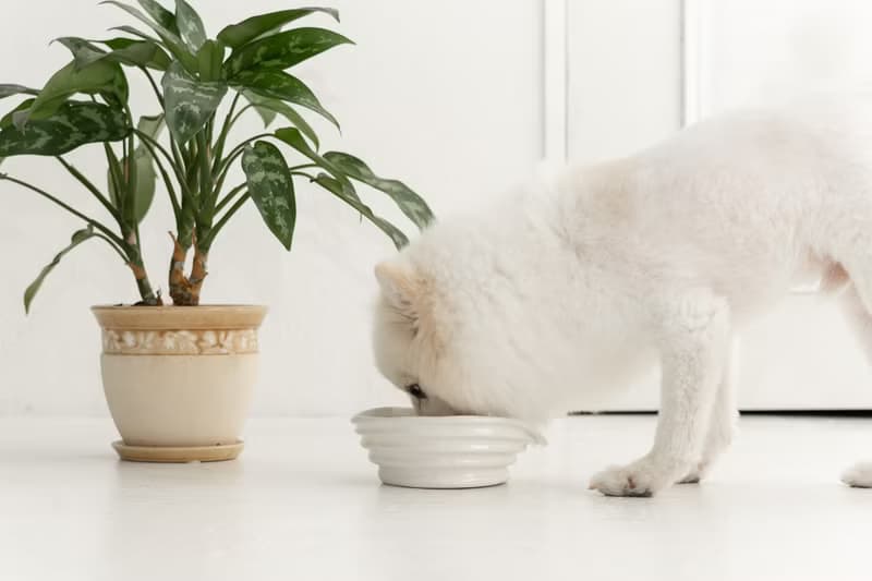 WAVE pet bowl  ペットボウル　食器スタンド　小型犬　中型犬　ネコ　陶器