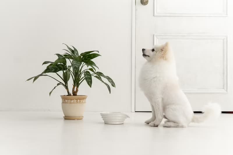 WAVE pet bowl  ペットボウル　食器スタンド　小型犬　中型犬　ネコ　陶器