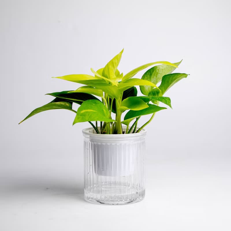 陽光黃金葛 免澆水盆栽 室內植物 觀葉植物  禮物 辦公室小物