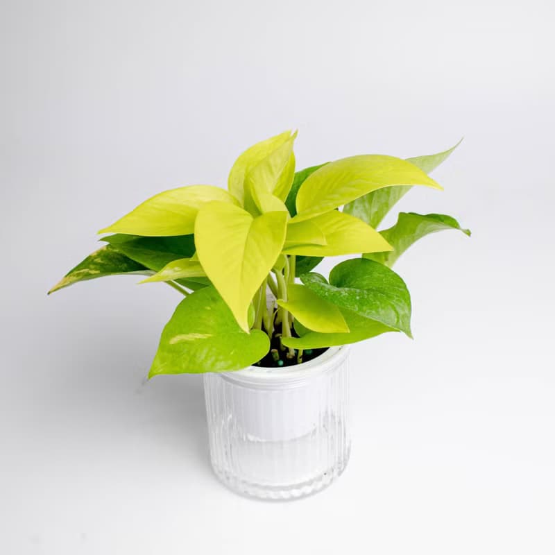 陽光黃金葛 免澆水盆栽 室內植物 觀葉植物  禮物 辦公室小物
