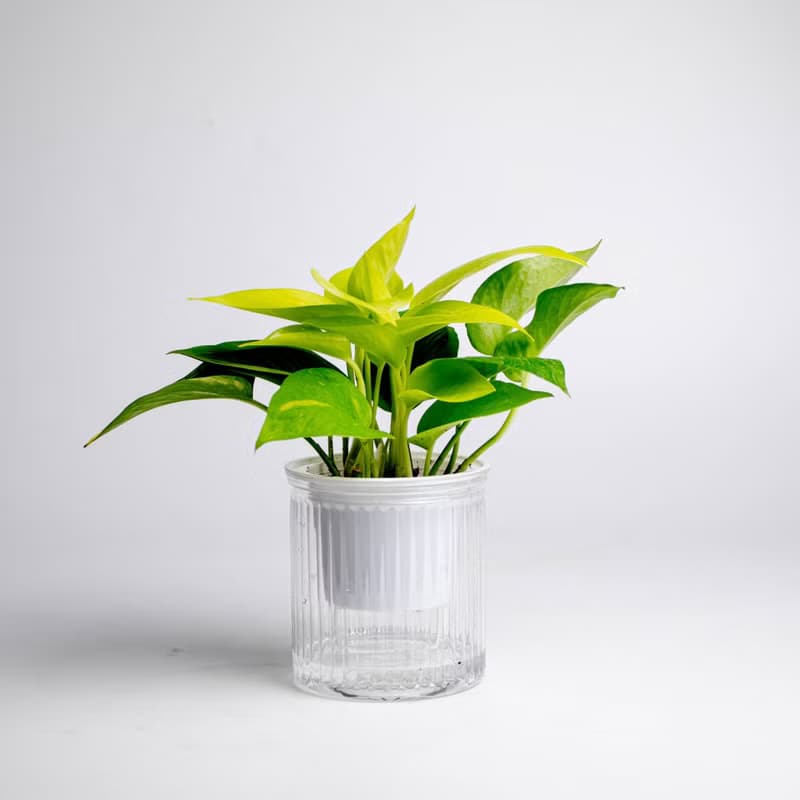 陽光黃金葛 免澆水盆栽 室內植物 觀葉植物  禮物 辦公室小物