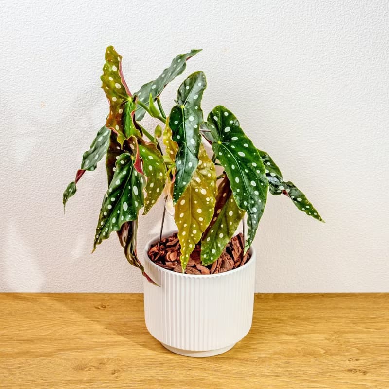 鱒魚秋海棠 直線條白陶盆栽 開幕盆栽推薦 桌上盆栽 送禮