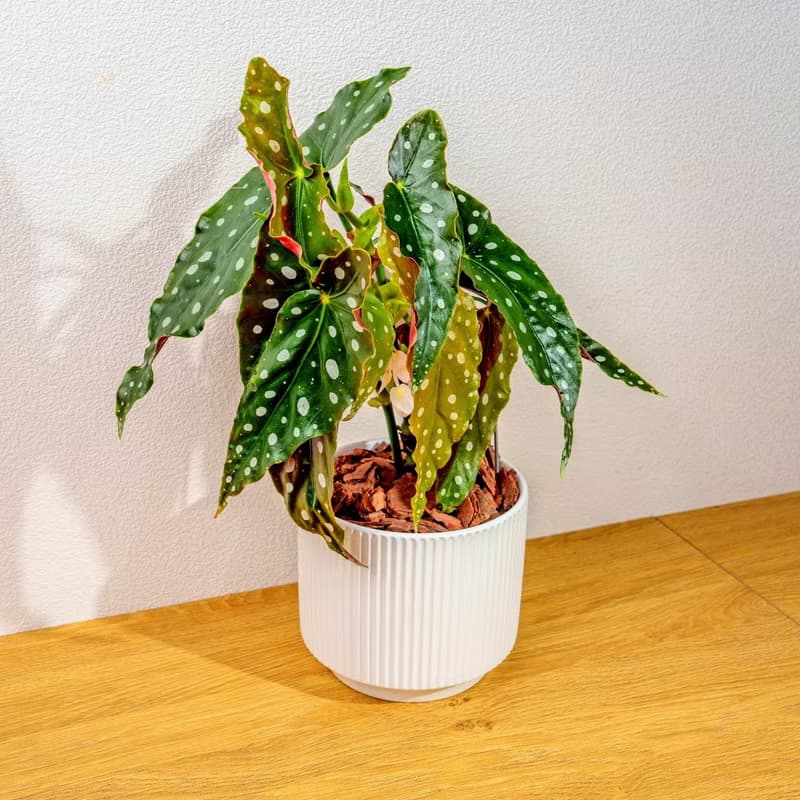 鱒魚秋海棠 直線條白陶盆栽 開幕盆栽推薦 桌上盆栽 送禮