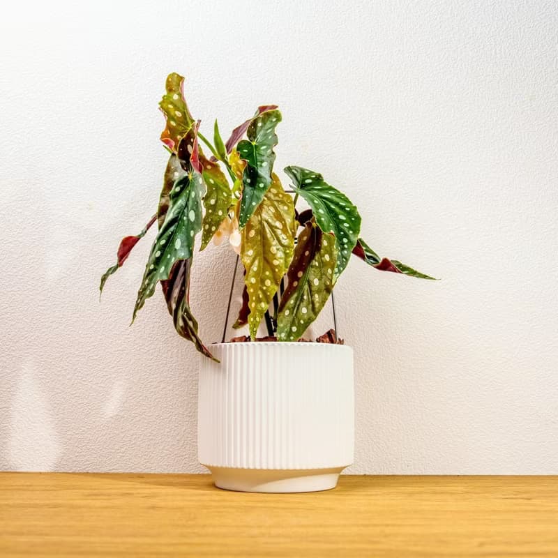 鱒魚秋海棠 直線條白陶盆栽 開幕盆栽推薦 桌上盆栽 送禮