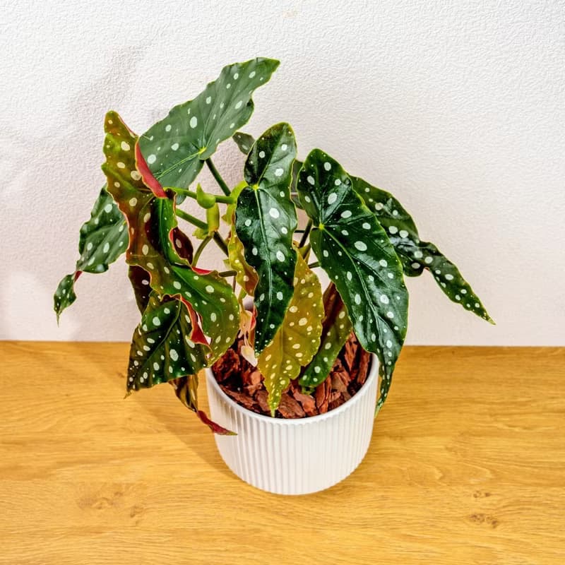 鱒魚秋海棠 直線條白陶盆栽 開幕盆栽推薦 桌上盆栽 送禮