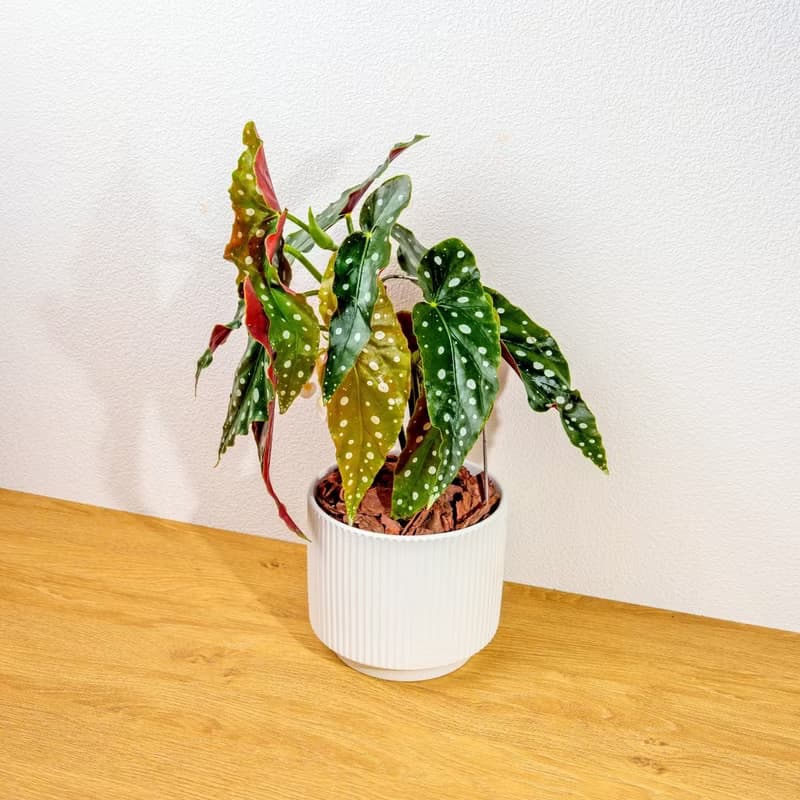 鱒魚秋海棠 直線條白陶盆栽 開幕盆栽推薦 桌上盆栽 送禮