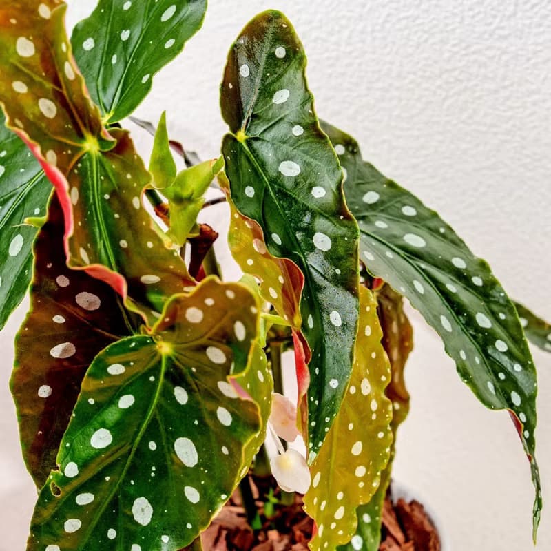 鱒魚秋海棠 直線條白陶盆栽 開幕盆栽推薦 桌上盆栽 送禮