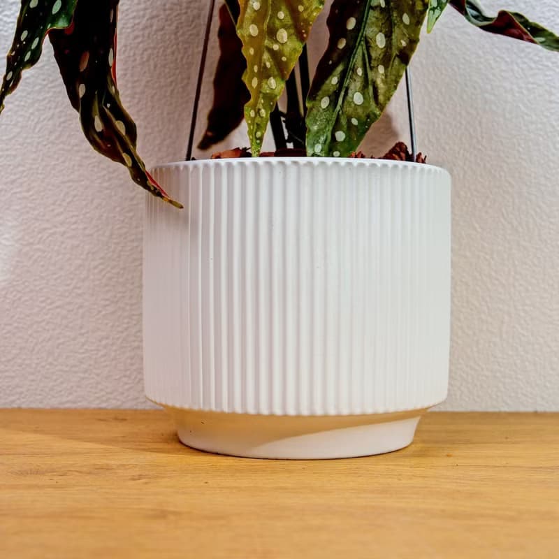 鱒魚秋海棠 直線條白陶盆栽 開幕盆栽推薦 桌上盆栽 送禮