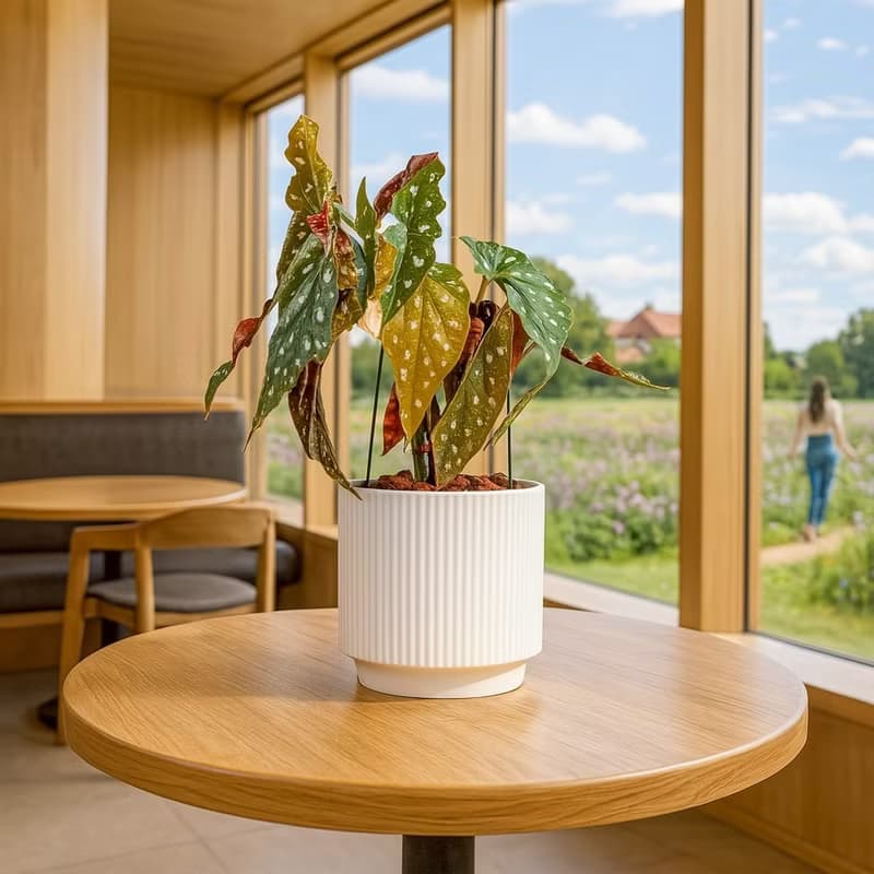 鱒魚秋海棠 直線條白陶盆栽 開幕盆栽推薦 桌上盆栽 送禮