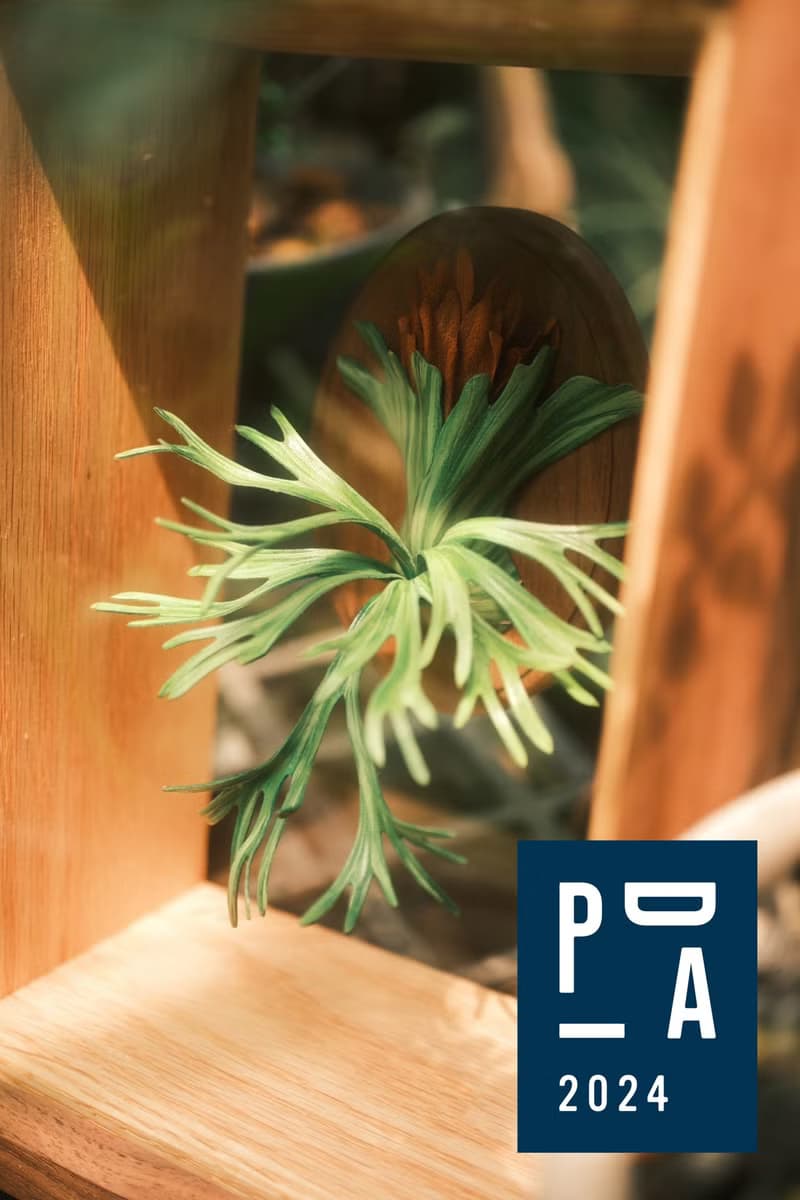 迷你爪哇鹿角蕨platycerium willinckii