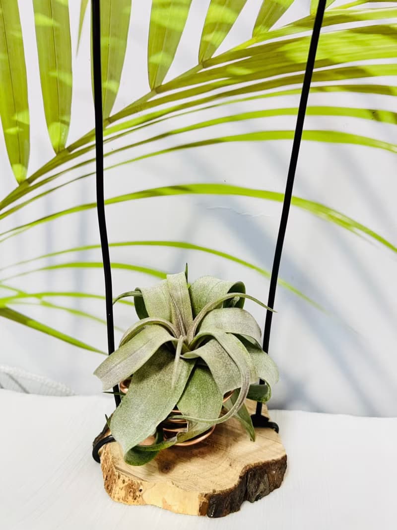 空氣鳳梨 電捲  空間佈置 交換 畢業禮物(含植物)