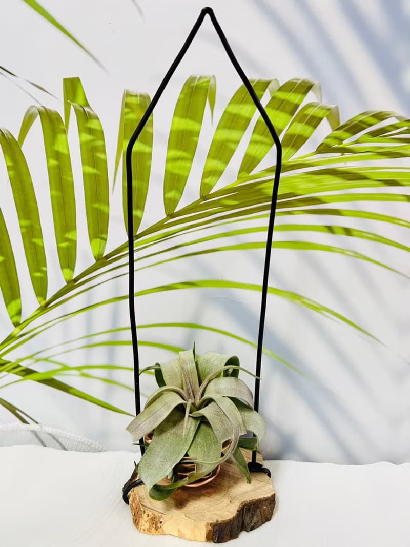空氣鳳梨 電捲  空間佈置 交換 畢業禮物(含植物)