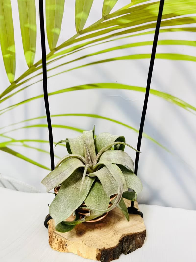 空氣鳳梨 電捲  空間佈置 交換 畢業禮物(含植物)