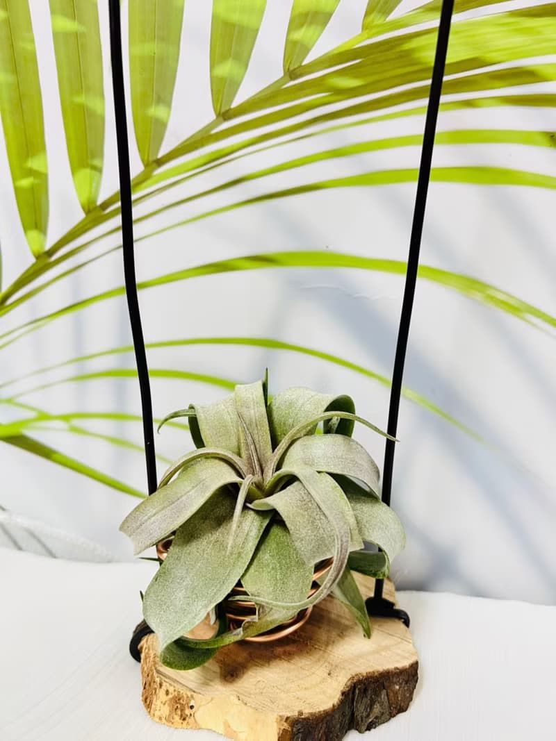 空氣鳳梨 電捲  空間佈置 交換 畢業禮物(含植物)