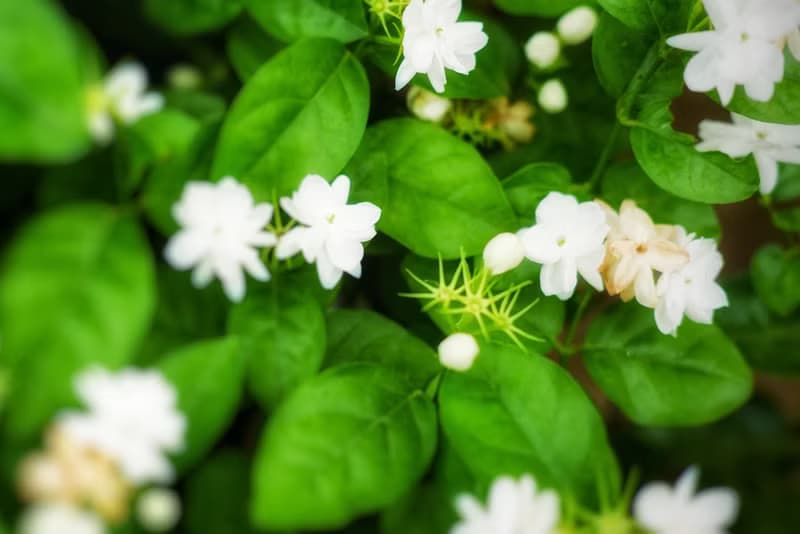 【錦茂行】茉莉綠茶粉x台灣|||甜點.烘焙.茶飲專用.純天然.無添加