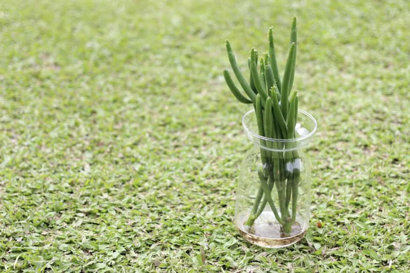 水培植栽│珊瑚大戟_室內植物 辦公室盆栽 店內擺設 植物  禮物