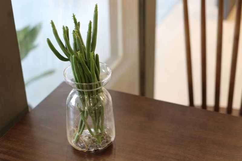 水培植栽│珊瑚大戟_室內植物 辦公室盆栽 店內擺設 植物  禮物