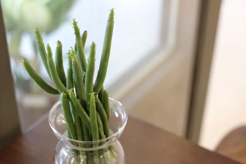 水培植栽│珊瑚大戟_室內植物 辦公室盆栽 店內擺設 植物  禮物