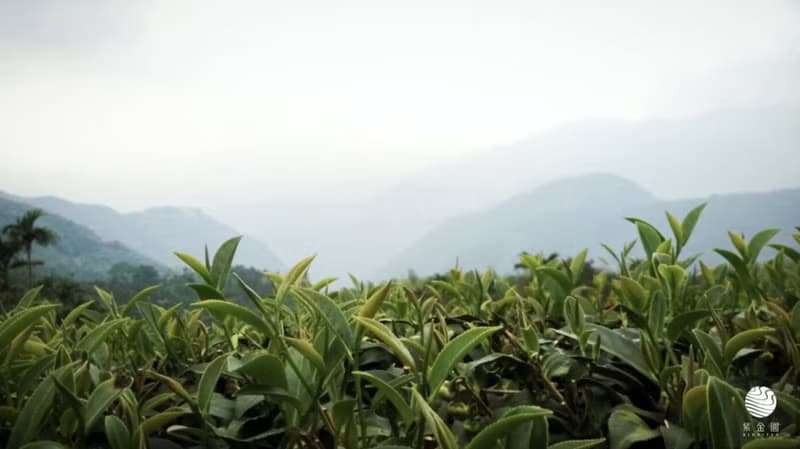 玫瑰金萱 (阿里山金萱+台灣特選有機玫瑰)