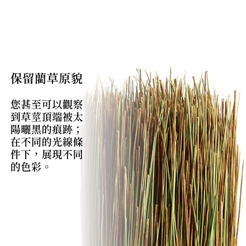 【送禮首選】九州產原生藺草束 室內植栽擺飾 淨化空氣除臭味