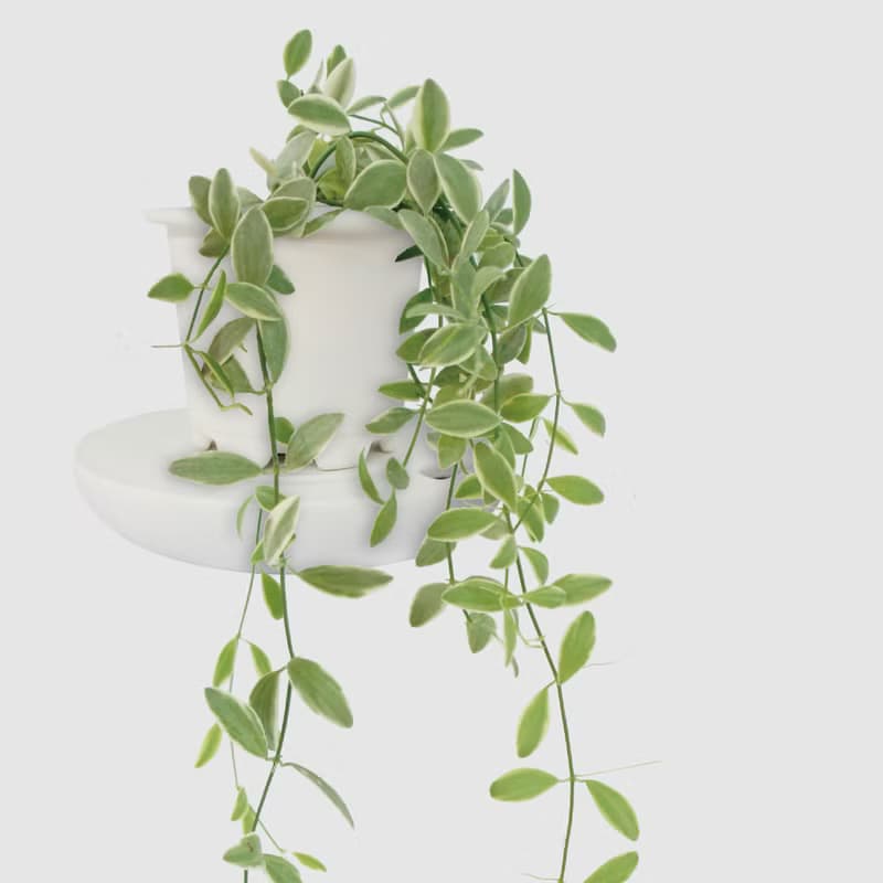 │ 窯瓷系列 │斑葉串錢藤 - 垂掛植物 水耕盆栽 陶瓷盆器