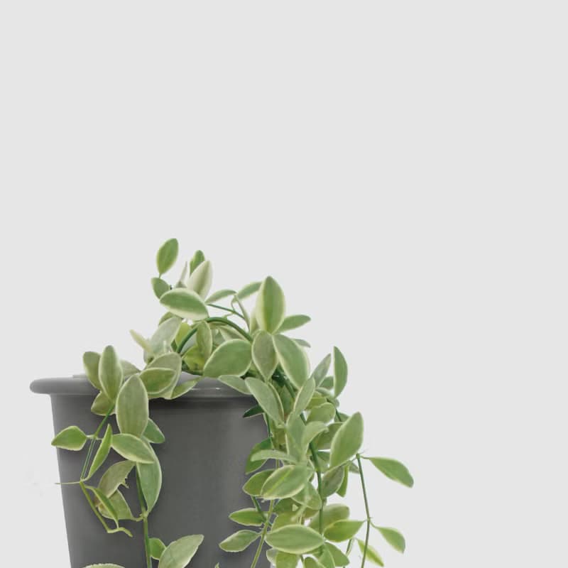 │ 窯瓷系列 │斑葉串錢藤 - 垂掛植物 水耕盆栽 陶瓷盆器