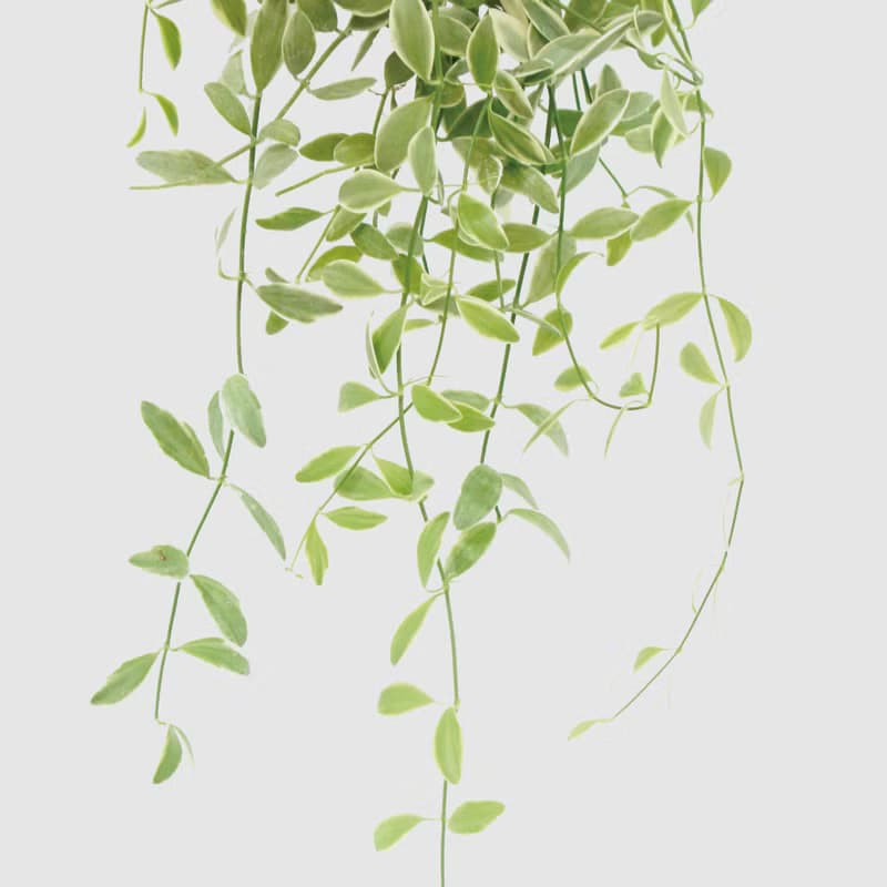 │ 窯瓷系列 │斑葉串錢藤 - 垂掛植物 水耕盆栽 陶瓷盆器