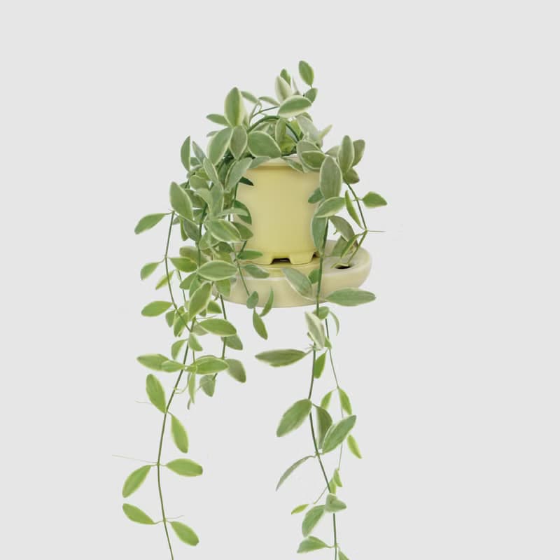 │ 窯瓷系列 │斑葉串錢藤 - 垂掛植物 水耕盆栽 陶瓷盆器