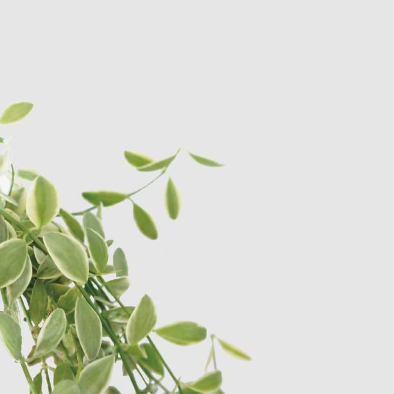 │ 窯瓷系列 │斑葉串錢藤 - 垂掛植物 水耕盆栽 陶瓷盆器