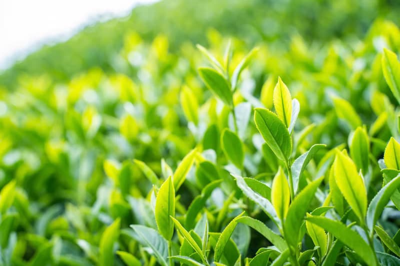 抹茶生巧克力