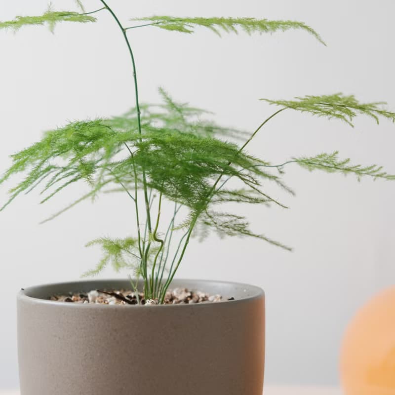 文竹 / 室內植物