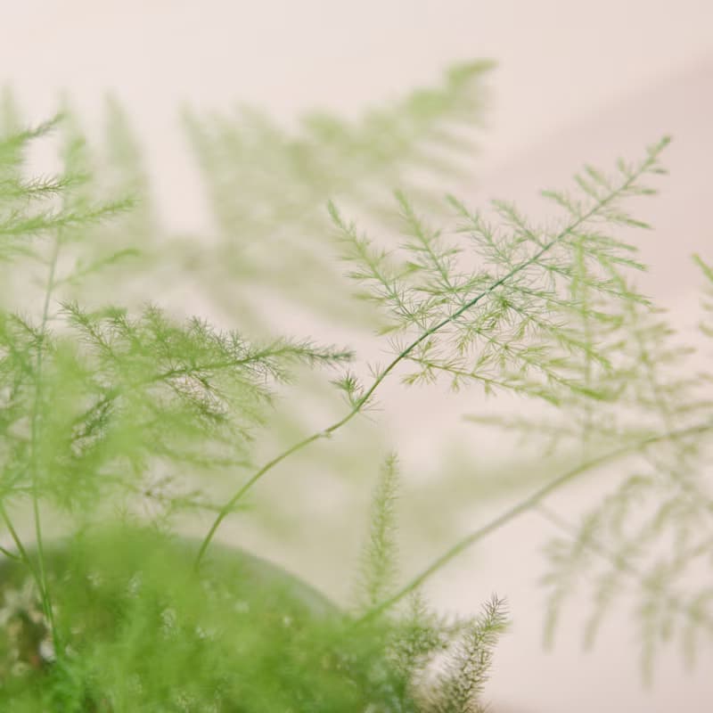 文竹 / 室內植物
