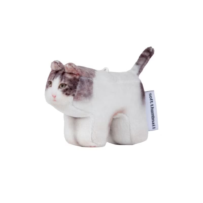 Milk, Domestic Shorthair