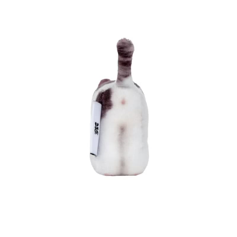 Milk, Domestic Shorthair