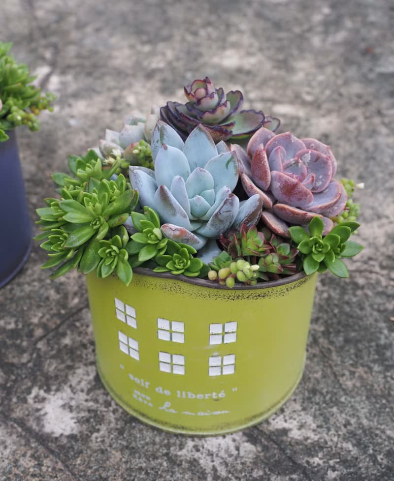 療癒系列  | 甜蜜的家多肉植物組盆。喬遷。送禮